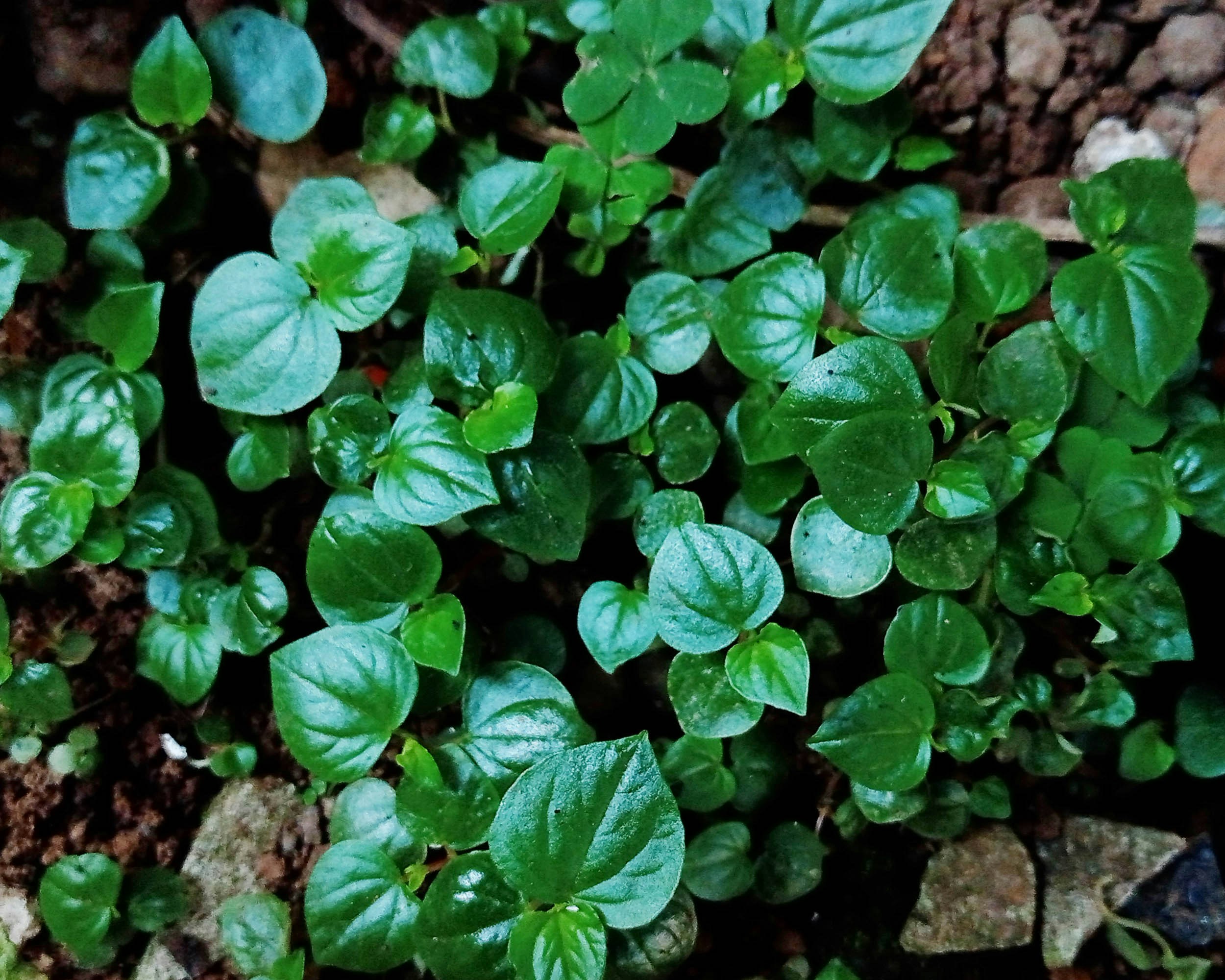 Photo of chinese betel or betel plant.